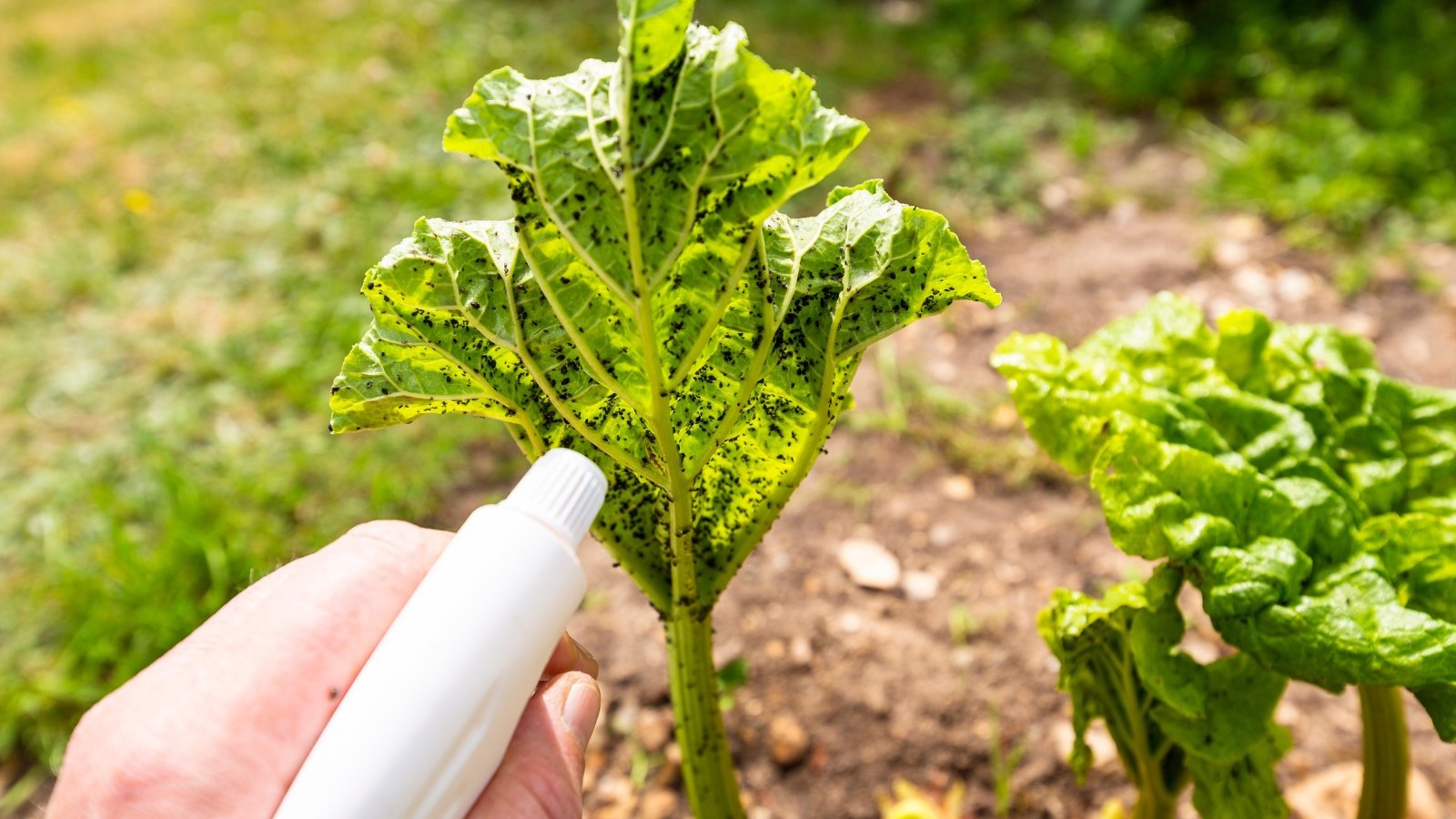 Close-up of spraying a rhubarb plant affected by black aphids in a sunny garden.