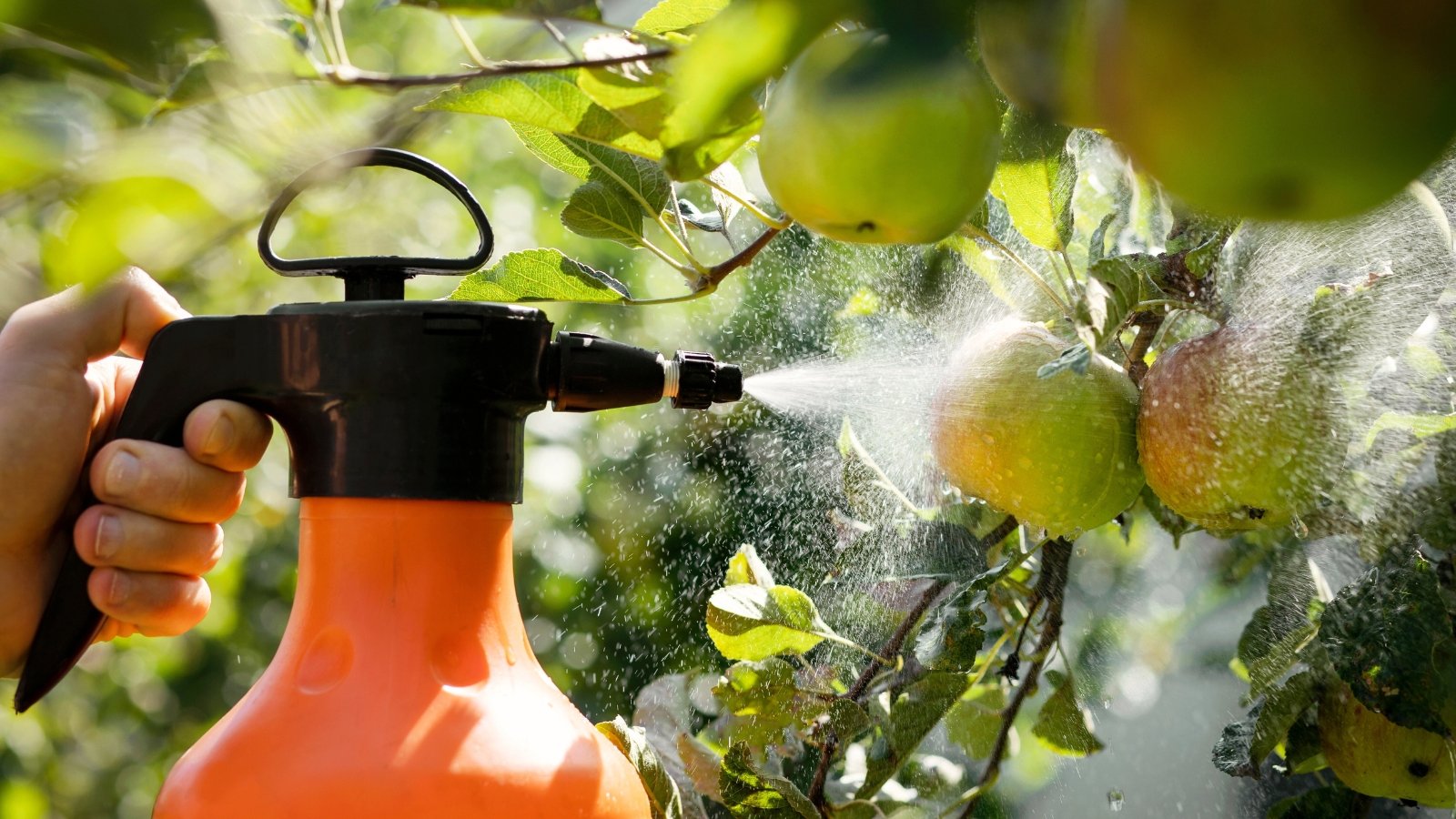 Close-up of a hands spraying ripe apples on a tree using a large orange bottle of insecticide.
