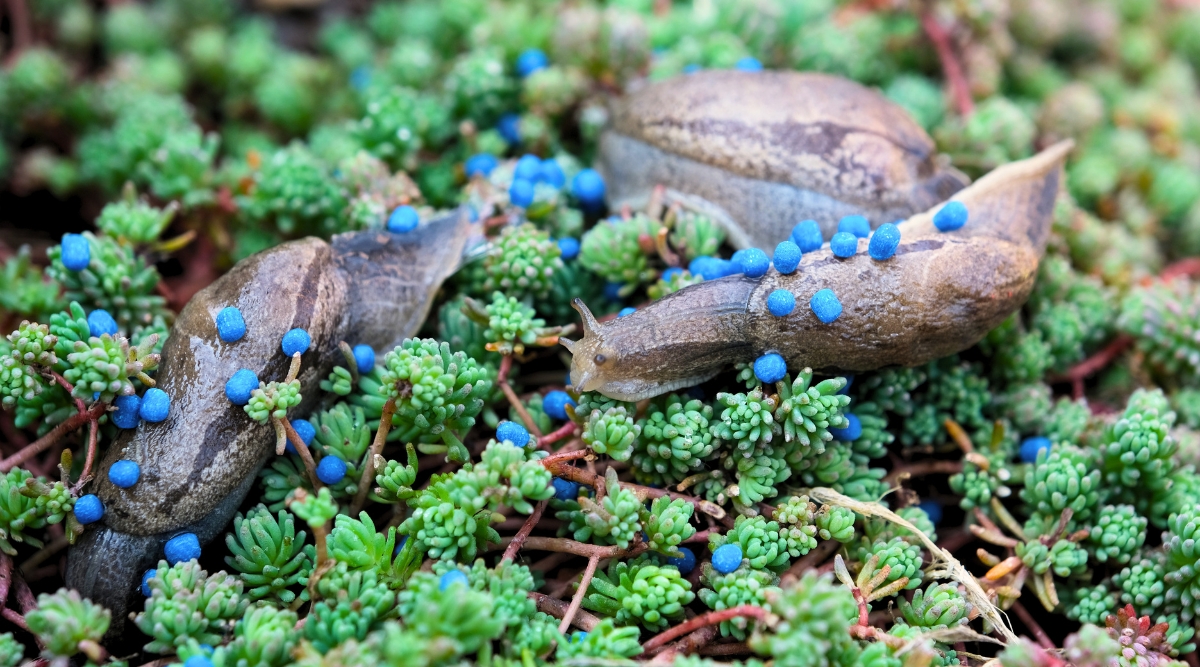 slimy mollusks covered in blue organic bait, surrounded by a bush with tiny leaves.