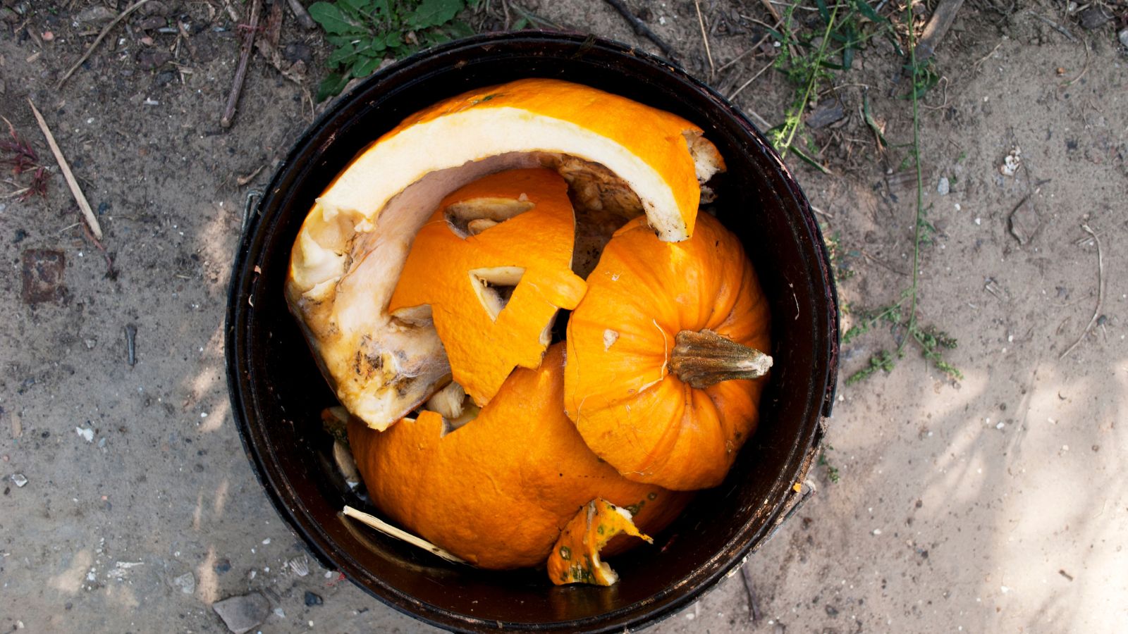 The most suitable choice to Compost Your Halloween Pumpkins