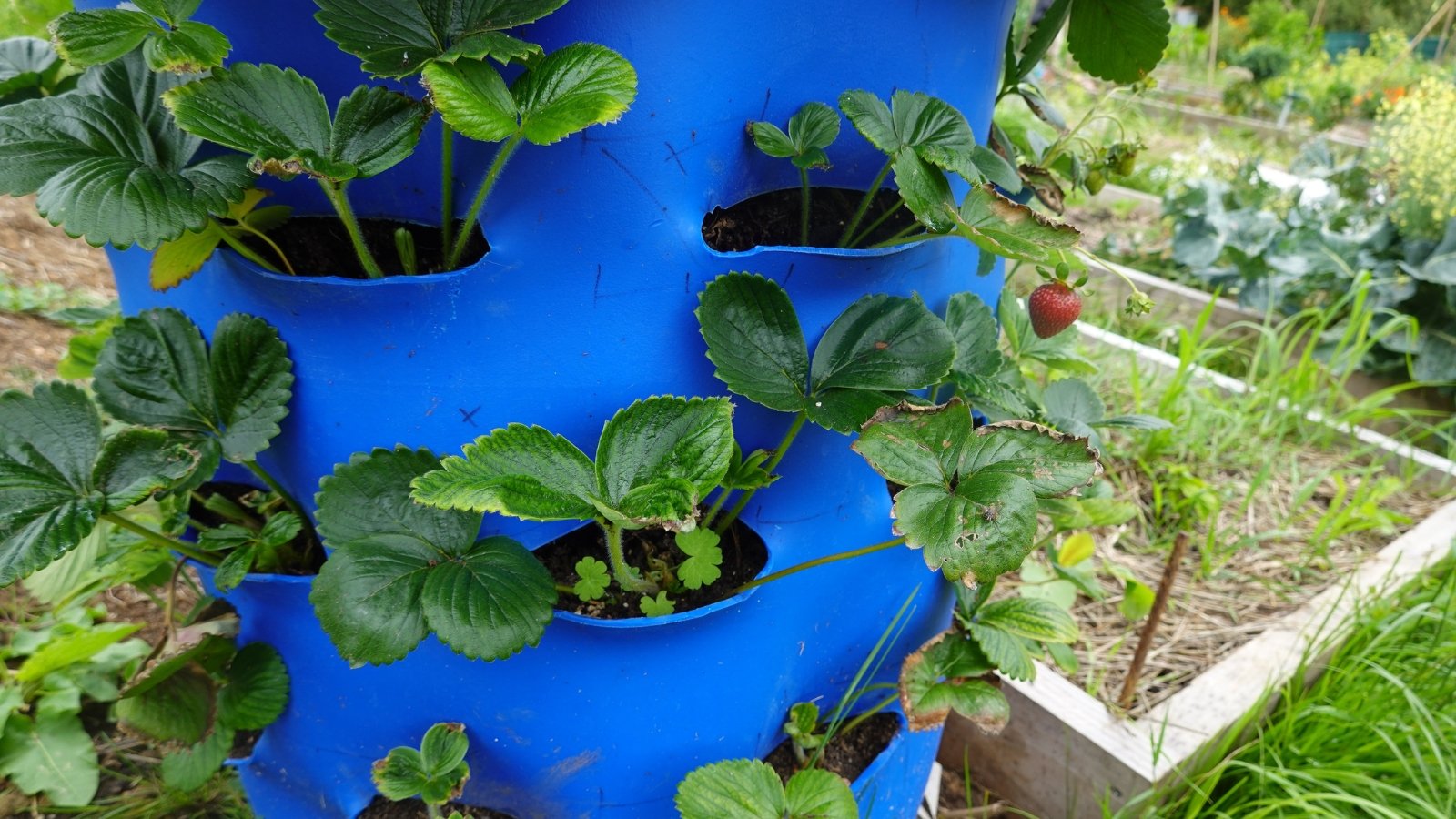 Winterize Your GreenStalk Strawberry Yard: X Ideas