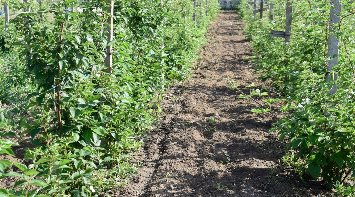 A lush garden with rows of blackberry bushes stretching out as far as the eye can see. The vibrant green leaves of the bushes contrast beautifully against the rich brown soil.