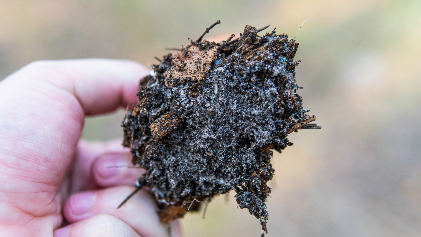 A close-up of a hand holding a chunk of dark, moist soil with white, thread-like structures interwoven throughout the soil, highlighting an organic network within the earth.