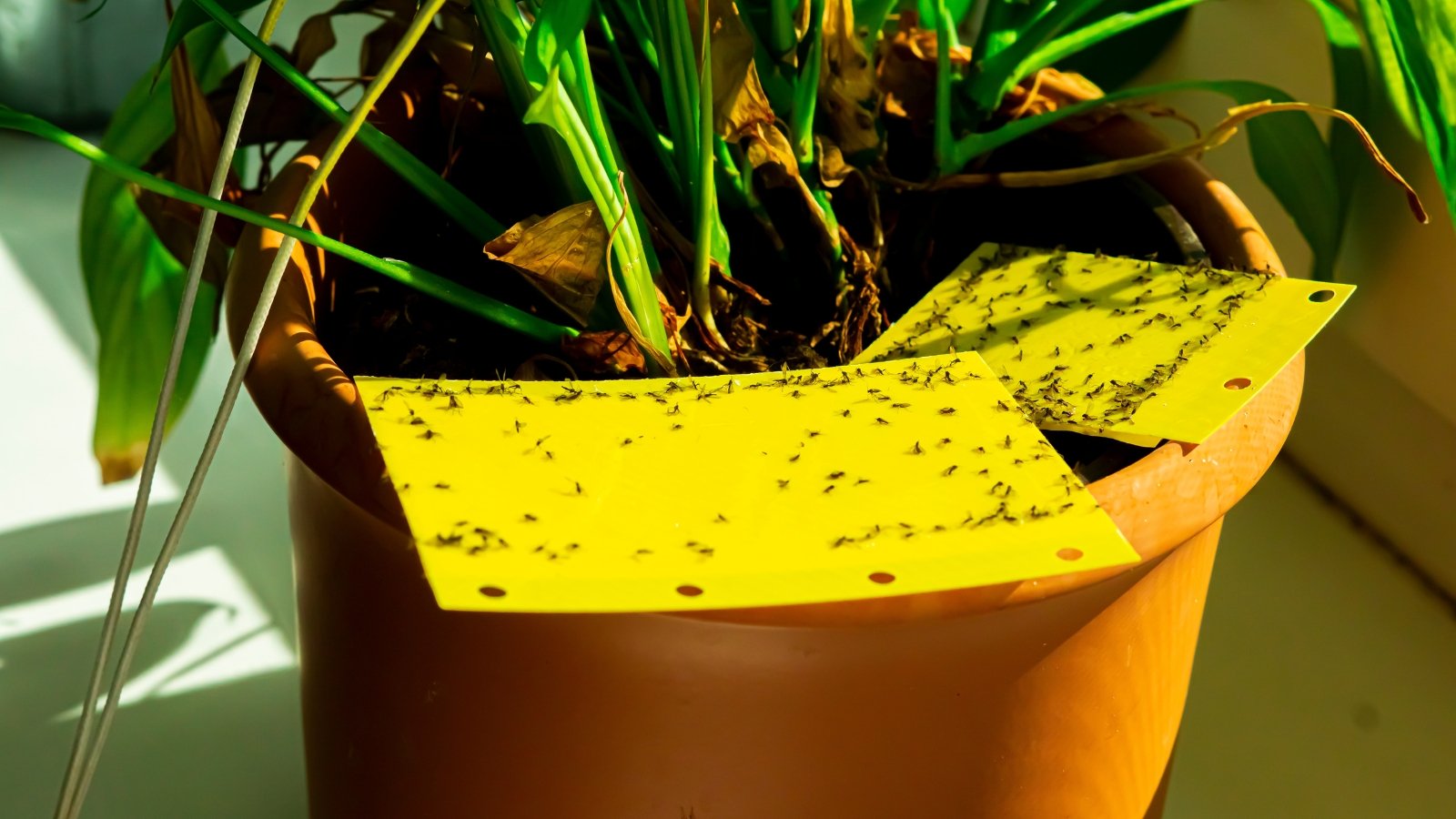 Fungus gnats caught in a yellow sticky trap placed on a plant.