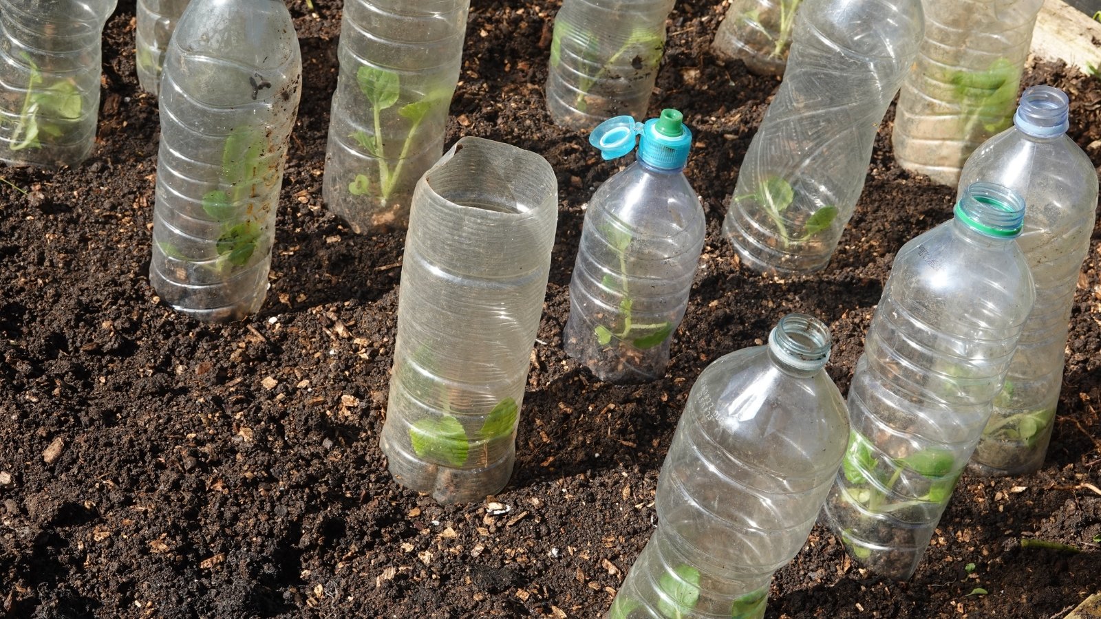 Rows of clear plastic bottles with small plants growing inside, placed on dark ground.