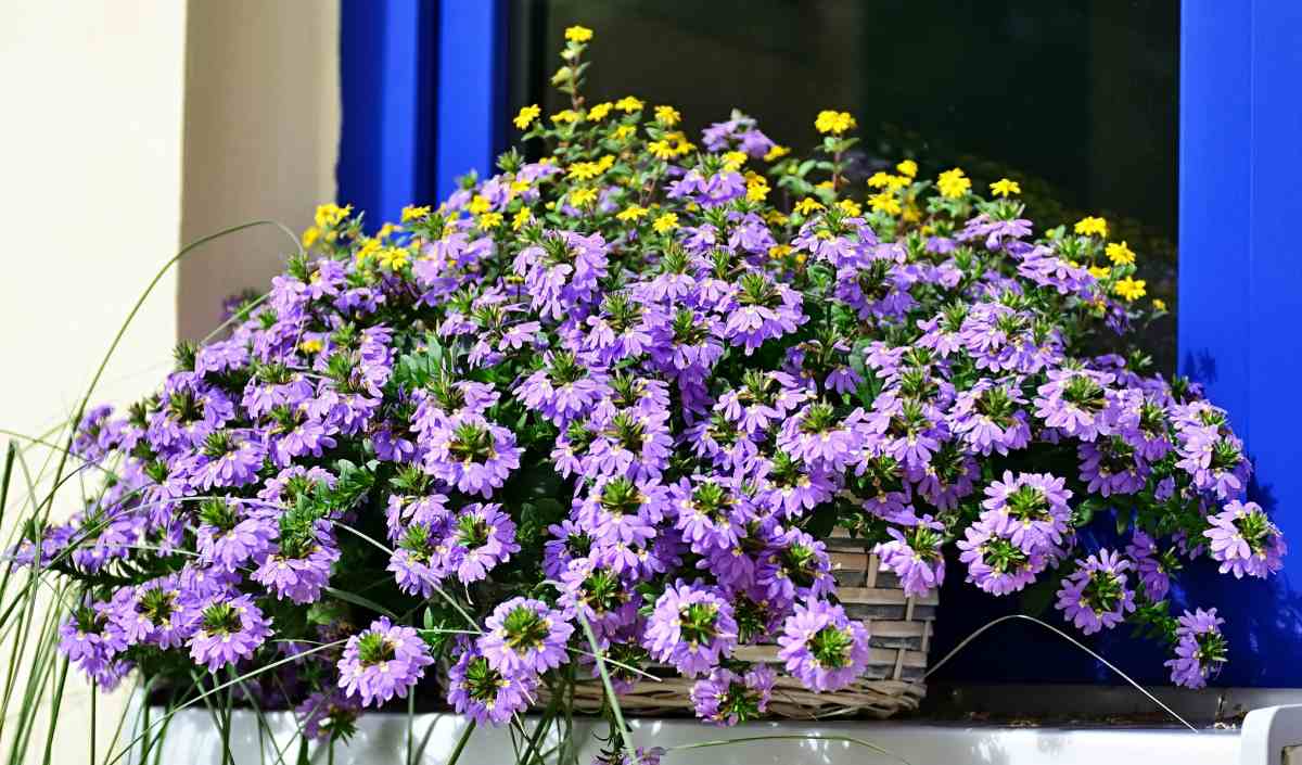 Fan flower plant in a window box.