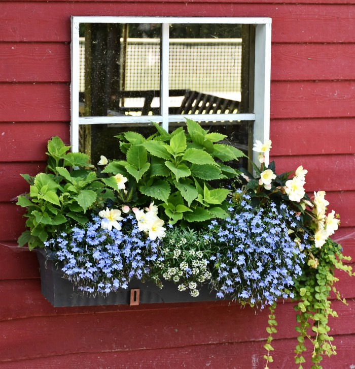 Window box planted too full