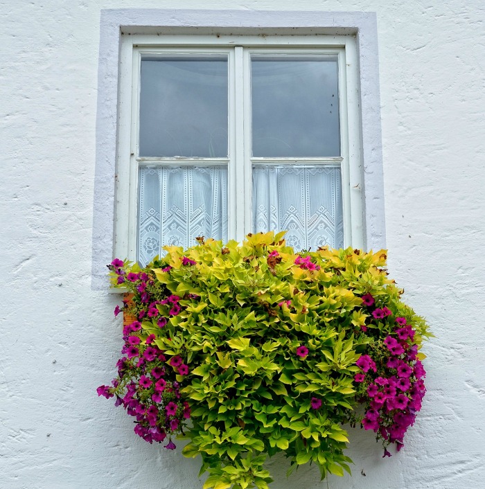 Window box with trailing plants