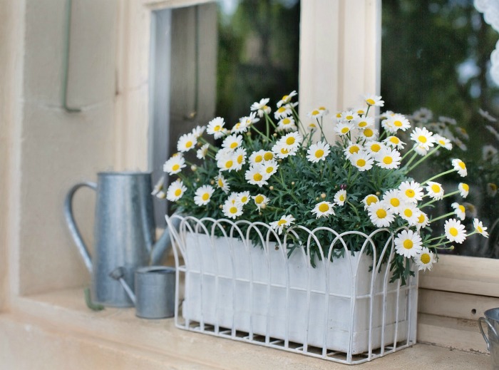 Indoor window box