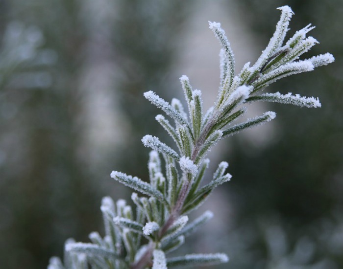 prune rosemary well before the first frost