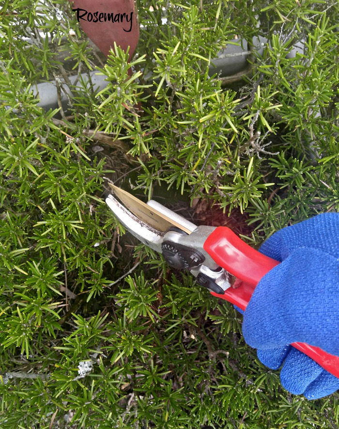 Tips for pruning rosemary