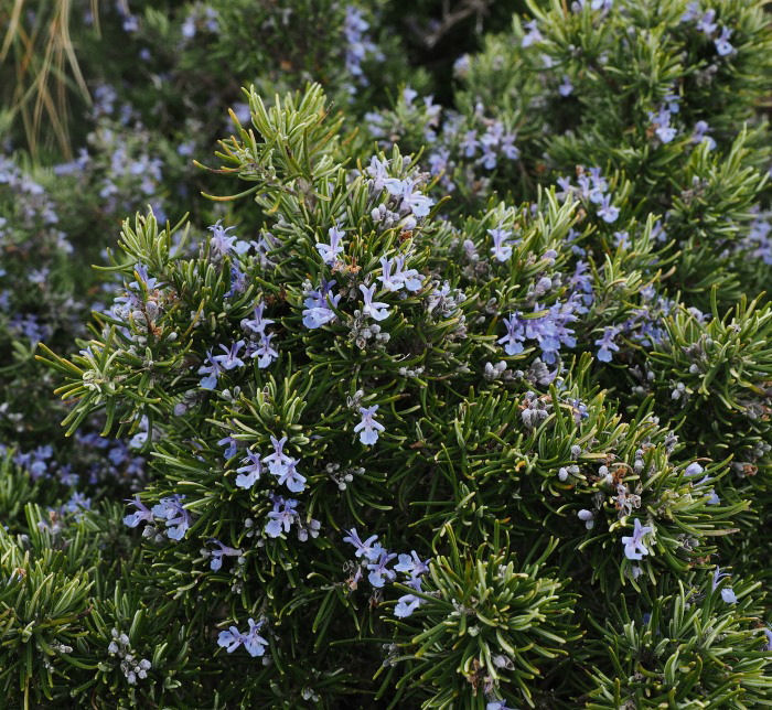 Flowering rosemary bush