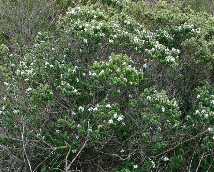 Old rosemary plants can get very woody.