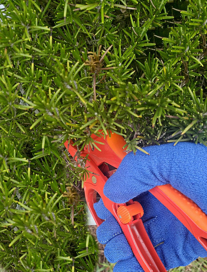 Hard prune rosemary with ratcheting pruners