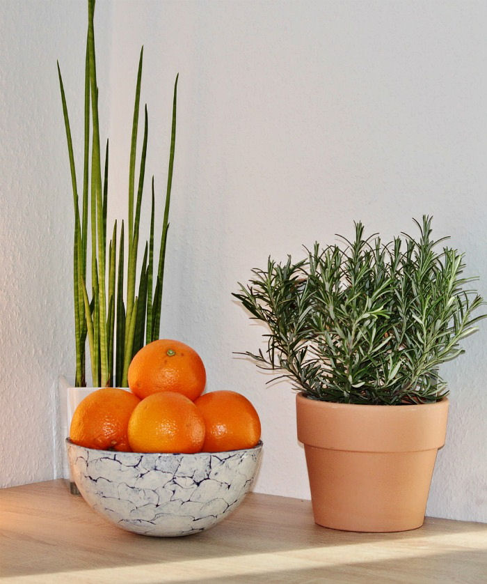 Rosemary makes a great indoor houseplant