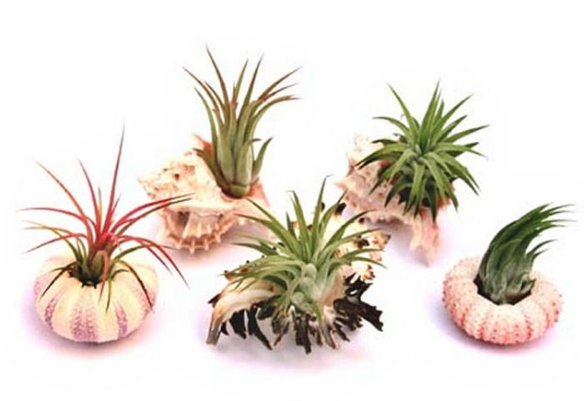 Air plant sea shells from Air plant shop