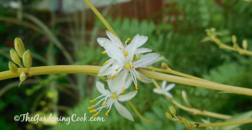 Spider Plant flowers look a bit like a miniature lily. 