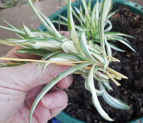 Spider plant grow easily because they have a built in root system. Find out how to do it at thegardeningcook.com/how-to-propagate-spider-plants