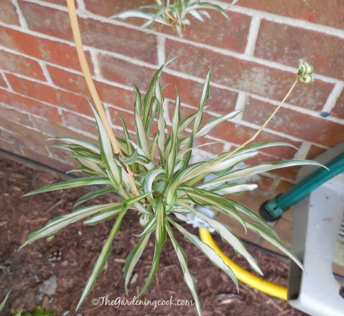 Spider plant baby with their own baby