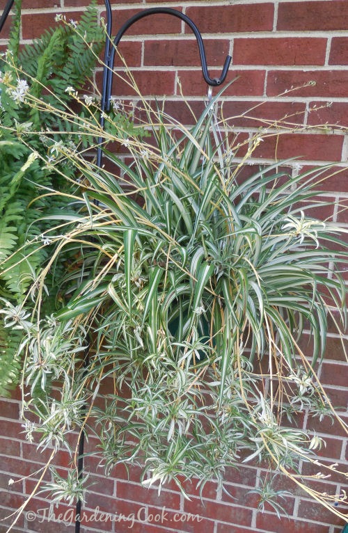 A mature spider plant often has babies with their own babies hanging below it. Find out how to plant the babies at thegardeningcook.com/how-to-propagate-spider-plants