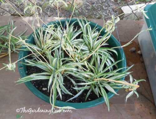 Spider plant babies, planted and ready to root and start growing.