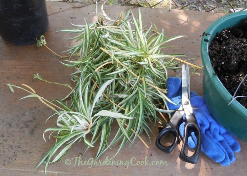 Spider plant babies just waiting to be planted. 