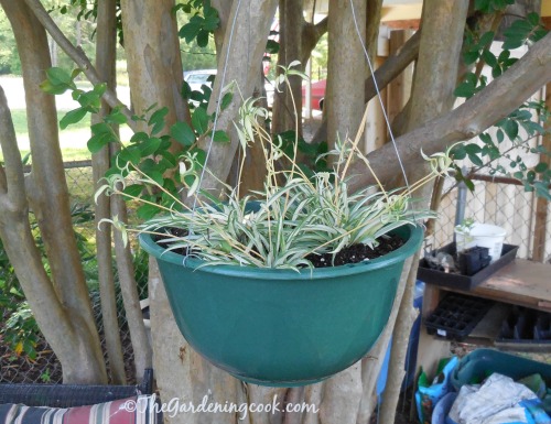 Spider plant in a tree planter