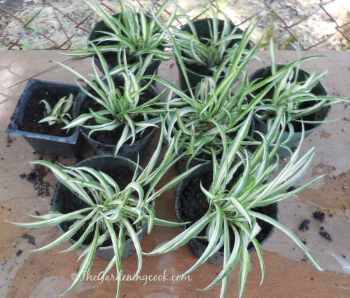 Spider plant babies make new plants