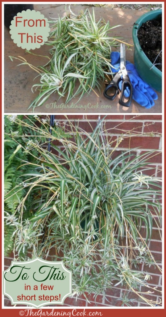 Spiderplants are so easy to grow from babies. Find out how to do it at thegardeningcook.com/how-to-propagate-spider-plants