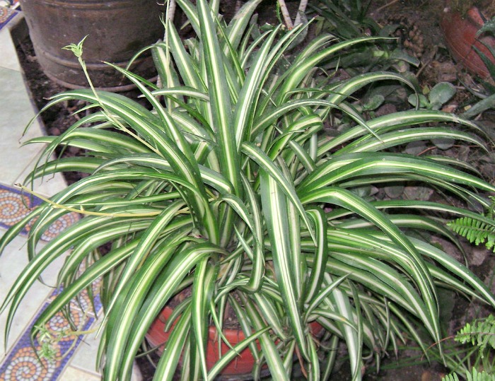 Spider plant care