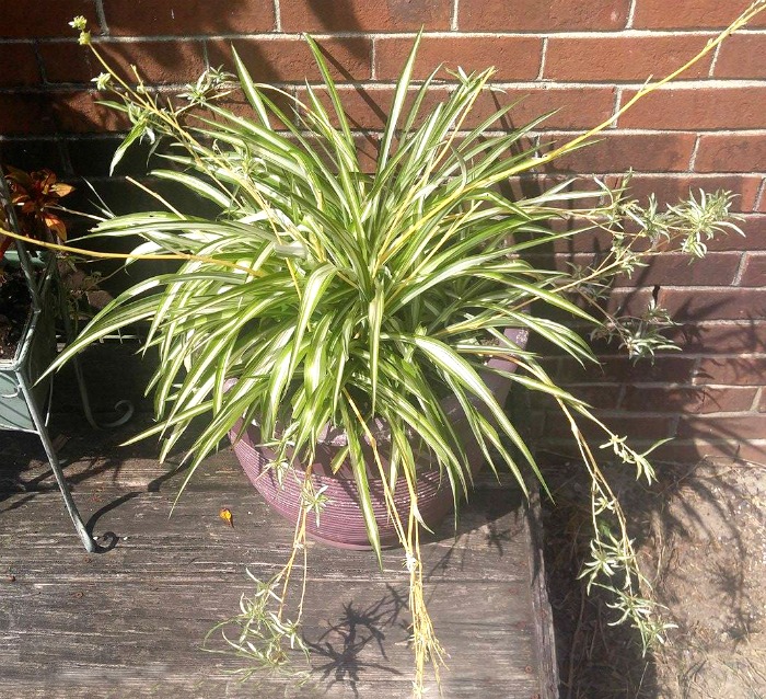 spider plant with babies