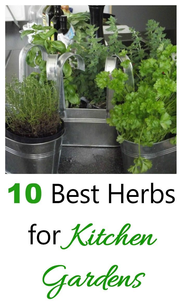 herbs in pots with words 10 best herbs for kitchen gardens.