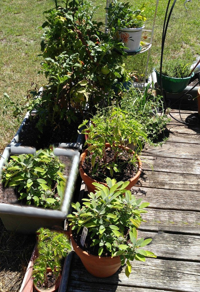 Garden on a deck