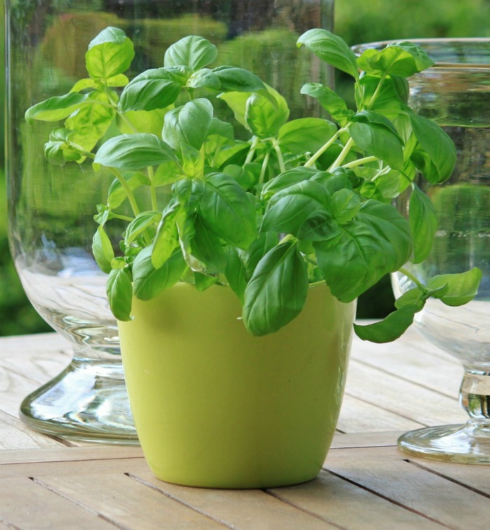 fresh basil plant