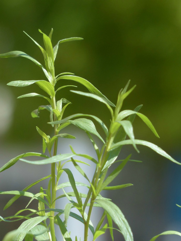 fresh tarragon