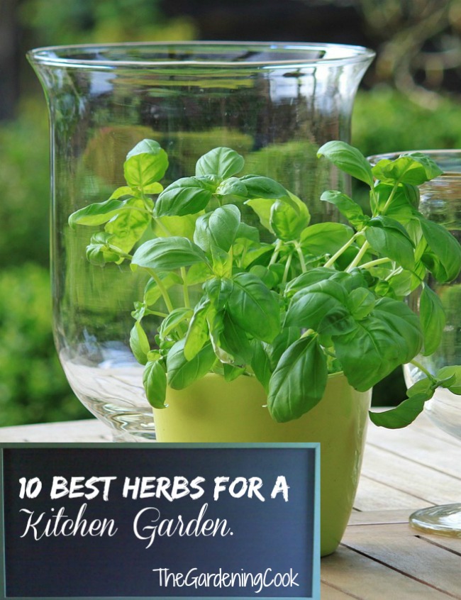 10 Best Herbs for Kitchen Gardens - thegardeningcook.com/10-best-herbs-for-kitchen-gardens