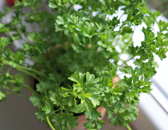 Fresh Parsley