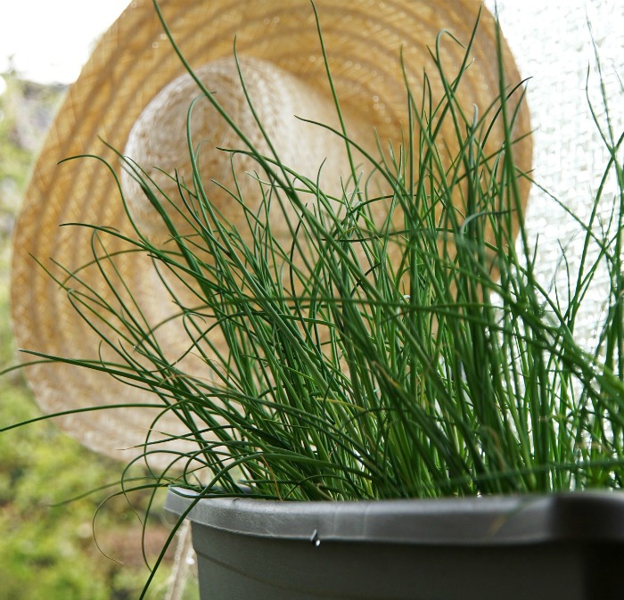 Fresh chives