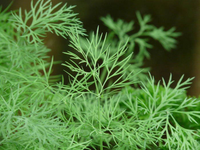 Fresh dill is aromatic and easy to grow. It's used in lots of recipes for flavoring.