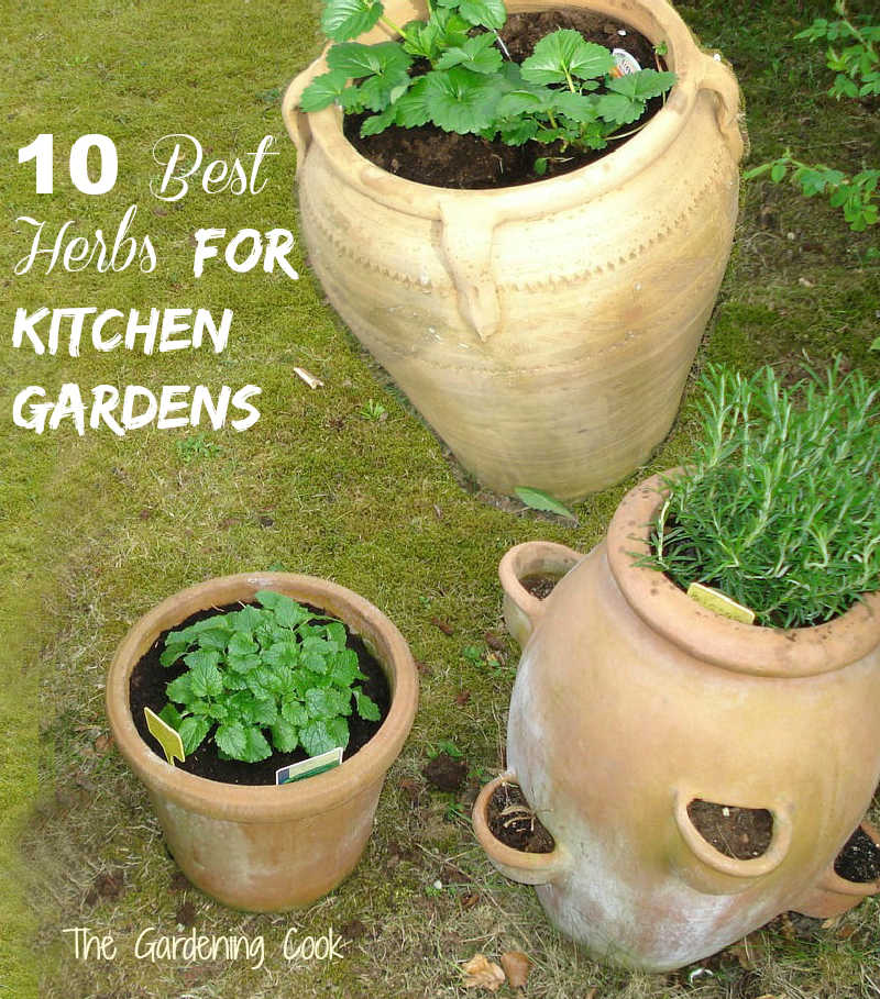 Herbs in large earthenware jugs and word 10 Best herbs for kitchen gardens.