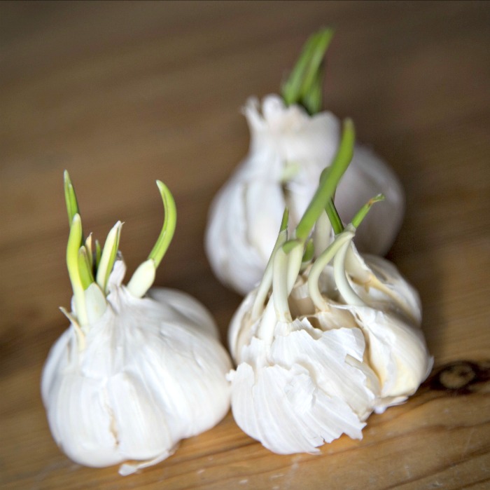 Garlic bulbs that have sprouted