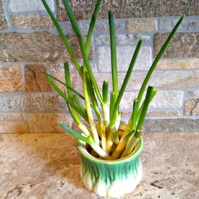 Spring onions are one of the easiest cut and come again vegetables. In a week, you will have more growth to use in cooking.