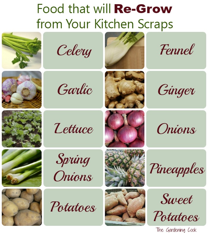 There are lots of foods that will regrow from Kitchen scraps. See how to turn your kitchen left overs into more food. thegardeningcook.com