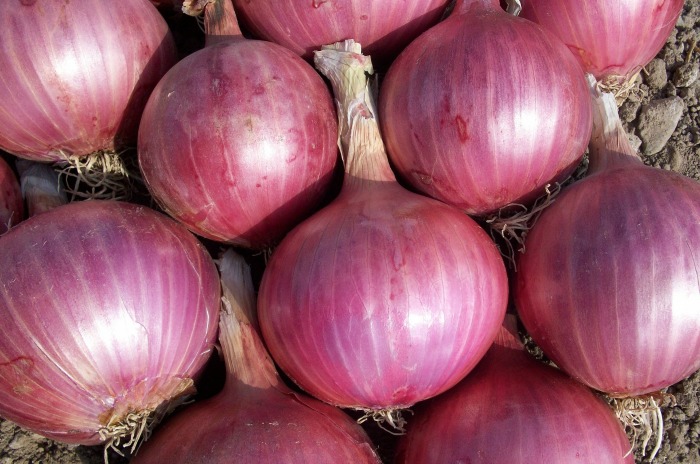 Onions