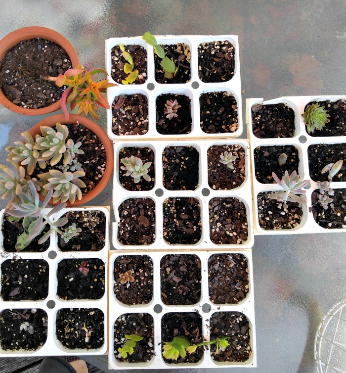 leaf cuttings make great plants