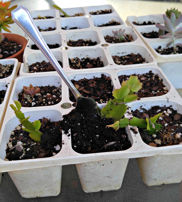 Use a fork to prick out the leaf cuttings