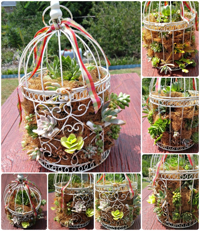 Collage for succulent-bird-cage-planter