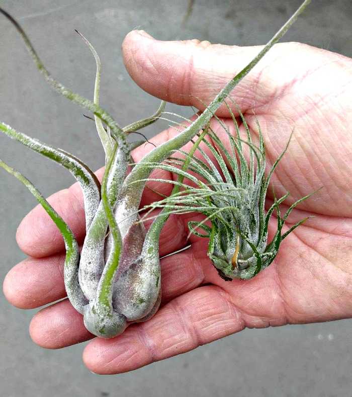 air plants have no real root system