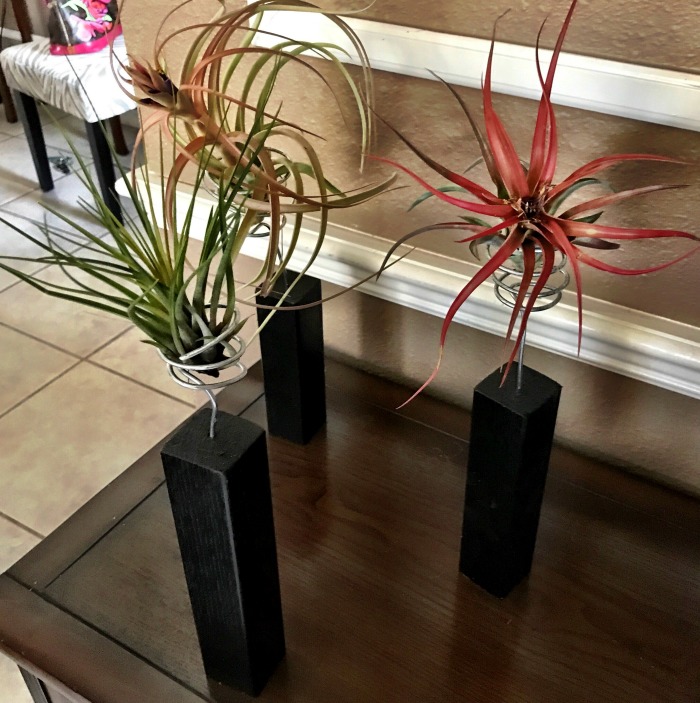 Block display for air plants