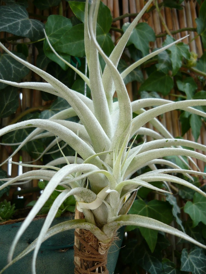 hanging air plant